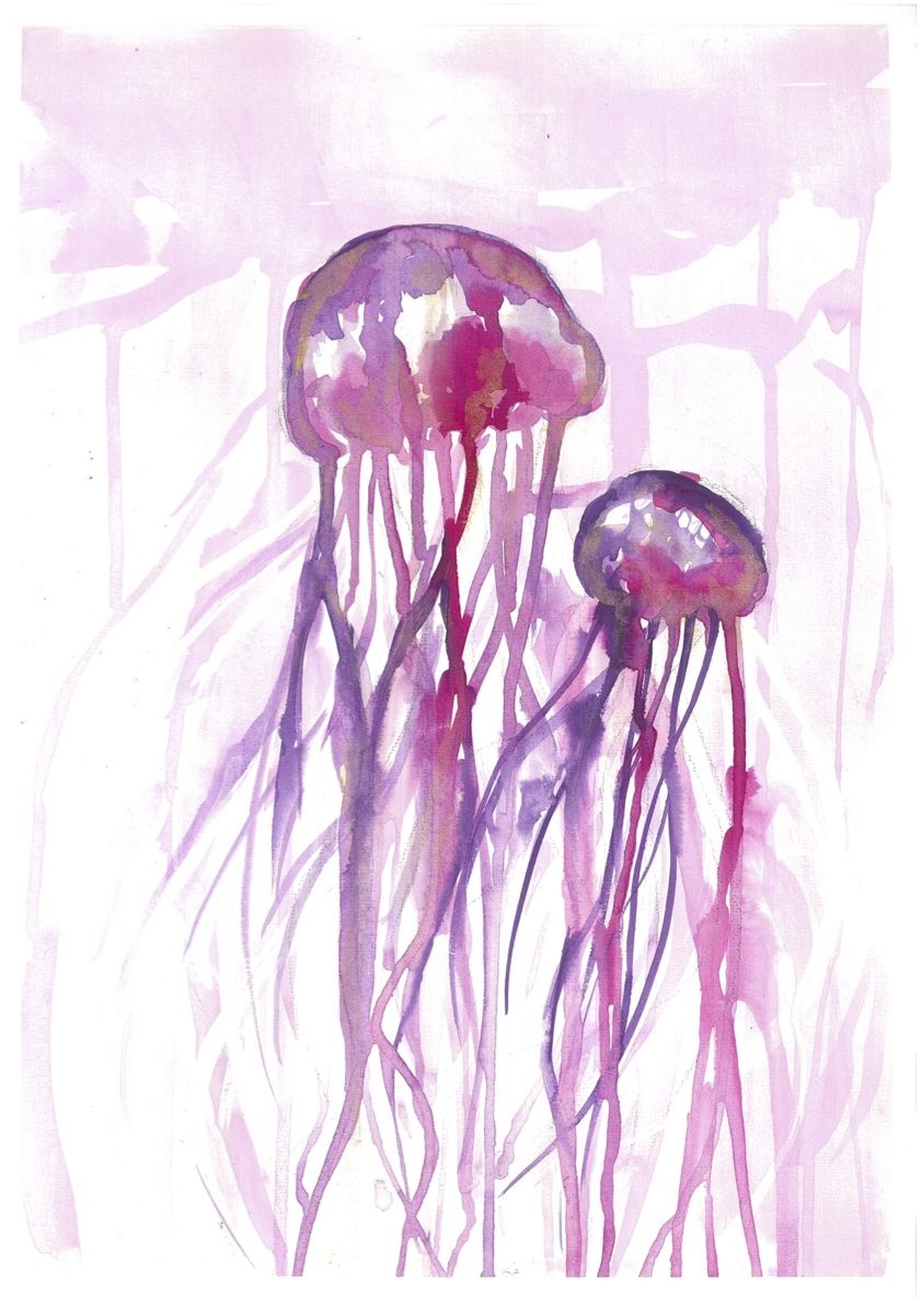 Marguerite-King-Jellyfish-1-e1656474655132