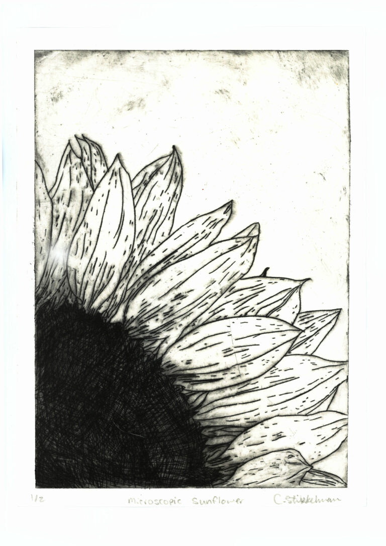 Caitlin Stikkelman Microscopic Sunflower