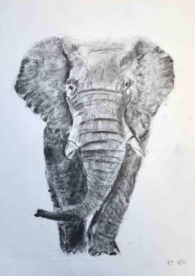 Elephant A5 Charcoal on Paper