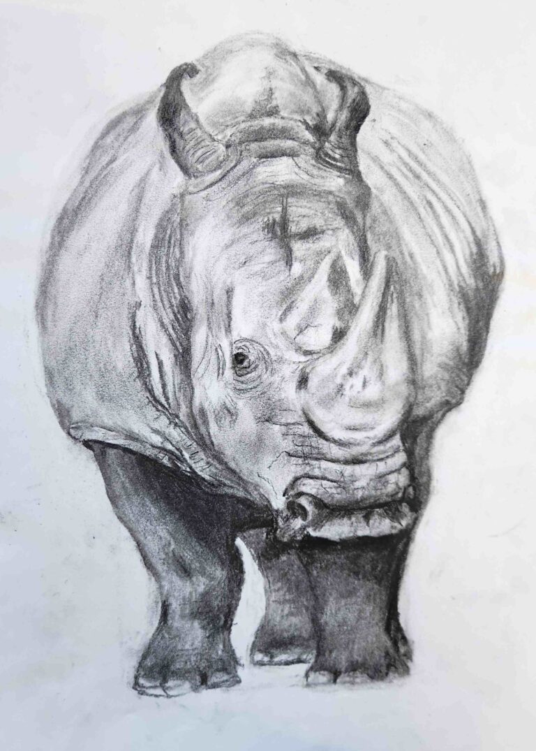 Rinoceros A5 Charcoal on Paper