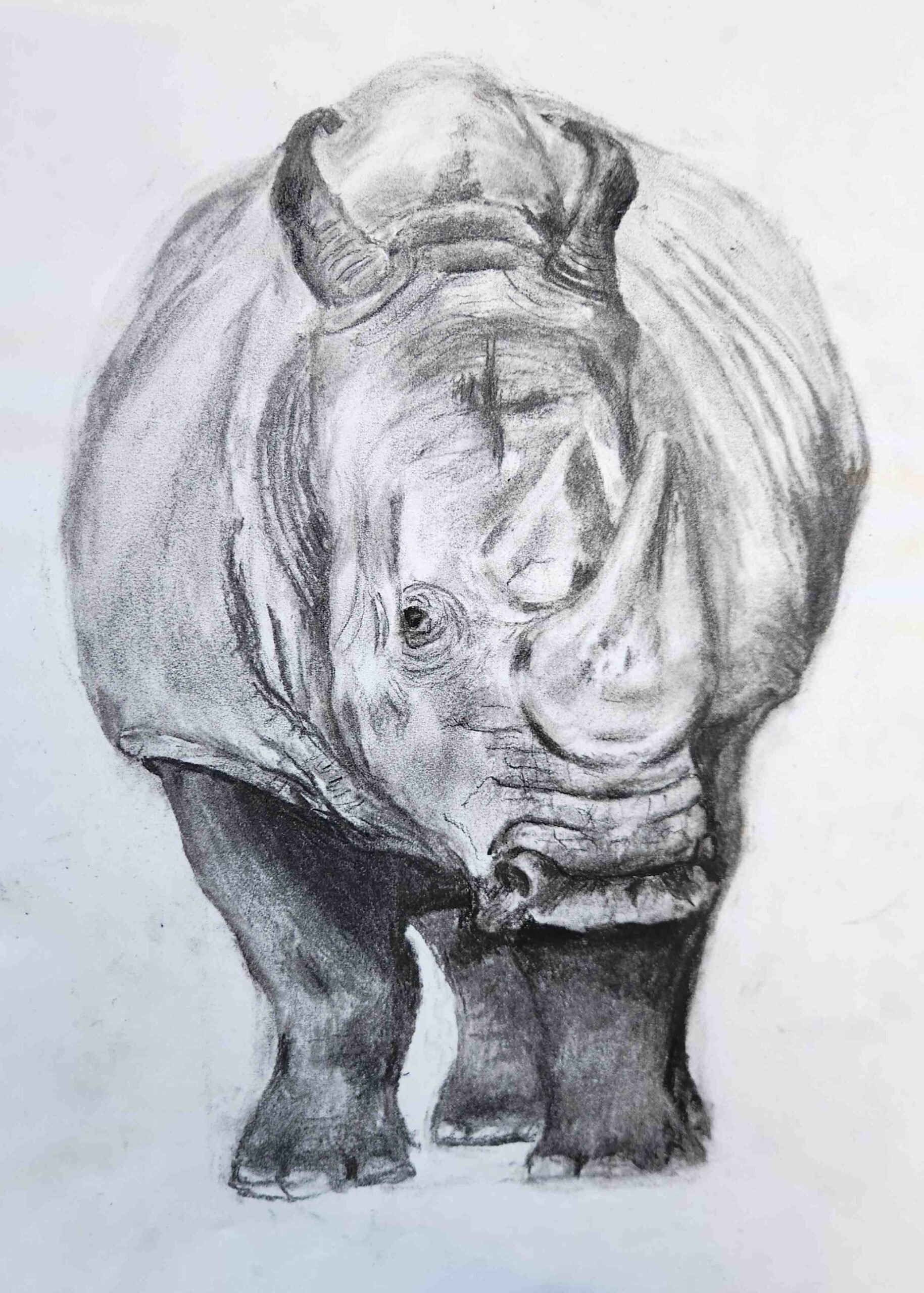 Rinoceros A5 Charcoal on Paper